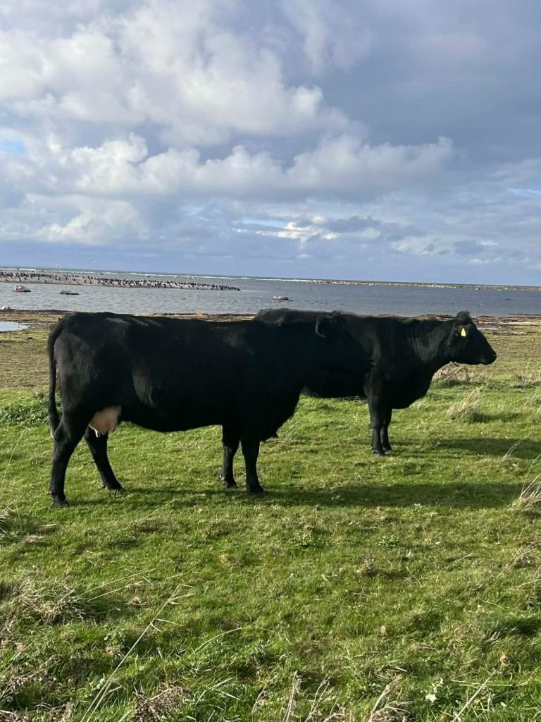 Kor Bild på två av ölands alla kor