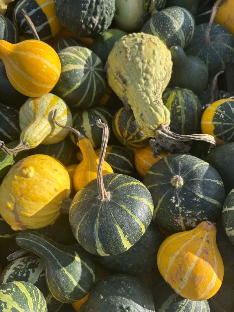 Små pumpor Bild på små pumpor från Albrunna