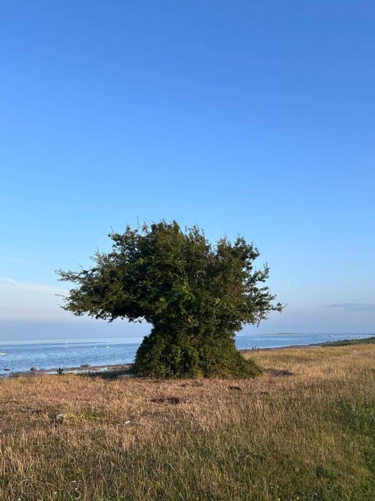 Göstas buske Bild på en buske som kallas Göstas buske i Seby Läge på Öland